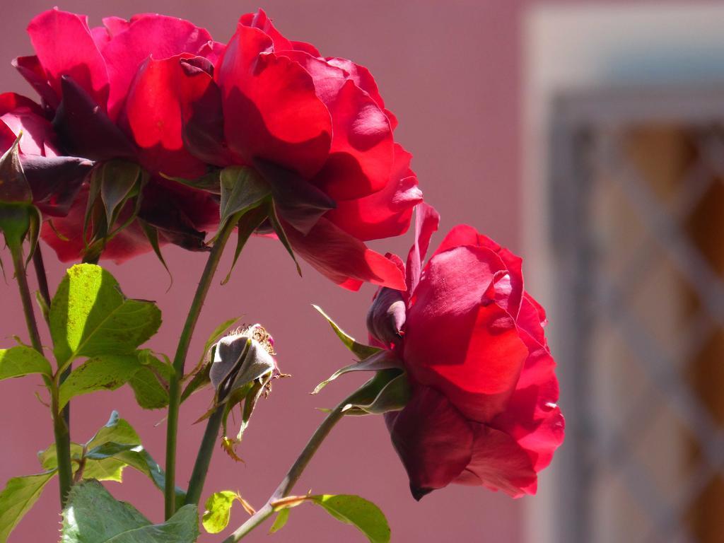 L'Orto Dei Semplici ξενώνας Mascali Εξωτερικό φωτογραφία